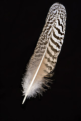 Image showing Feather