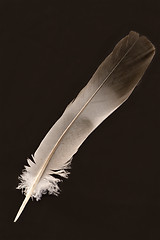 Image showing Feather