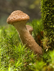 Image showing mushroom