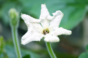 Image showing Flower