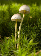 Image showing mushroom