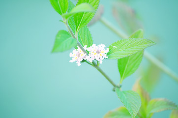 Image showing Flower