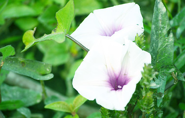 Image showing Flower