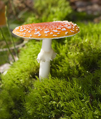 Image showing mushroom