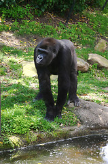 Image showing gorilla