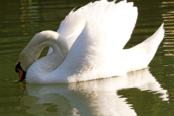 Image showing Beautiful swan 