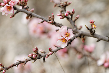 Image showing Tree flowering