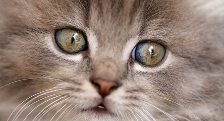 Image showing Beautiful grey kitten