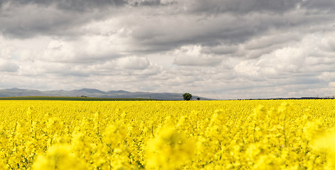 Image showing Colza field