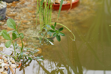 Image showing Pond plants - detail