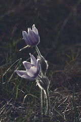 Image showing Purple anemone