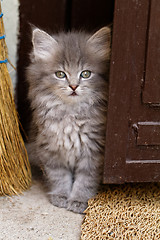 Image showing Beautiful grey kitten