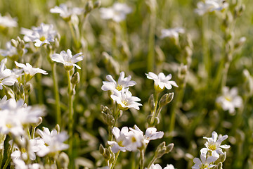 Image showing White flower