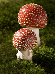 Image showing mushroom