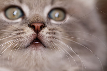 Image showing Beautiful grey kitten