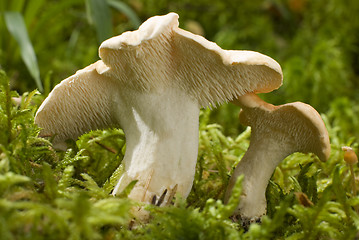 Image showing mushroom