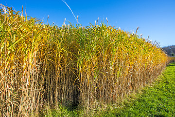 Image showing switch grass in autumn