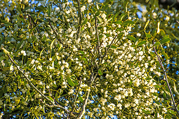 Image showing mistletoe berries