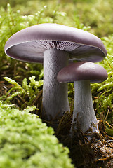 Image showing mushroom