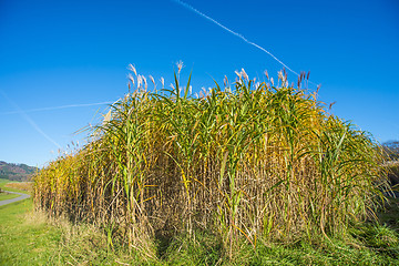 Image showing switch grass in autumn