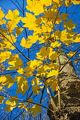 Image showing sycamore maple