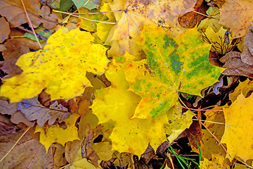 Image showing sycamore maple leaves