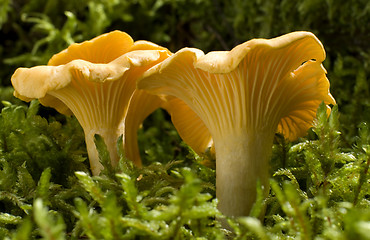 Image showing mushroom