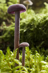 Image showing mushroom