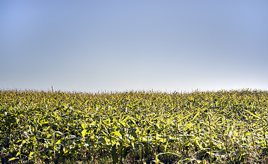 Image showing Cornfield