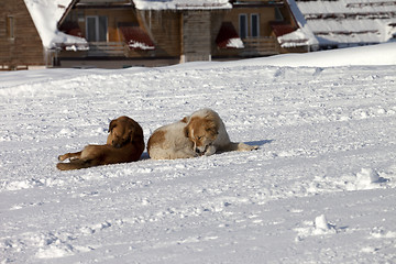 Image showing Two dogs rest on snow