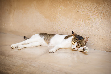 Image showing Young tired cat