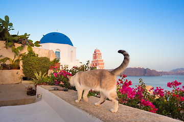 Image showing Domestic cat in Oia village, Santorini, Greece.