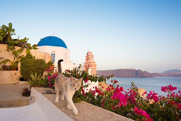 Image showing Domestic cat in Oia village, Santorini, Greece.