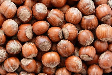 Image showing Hazelnuts background 