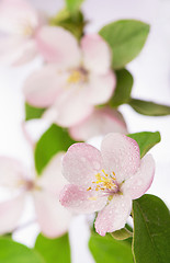 Image showing apple tree blossoms