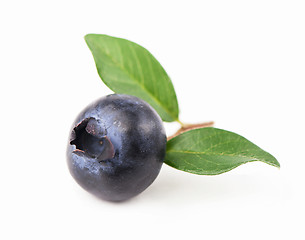 Image showing Mature bilberry