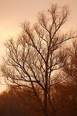 Image showing Bare trees