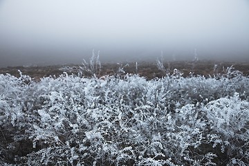 Image showing Winter field