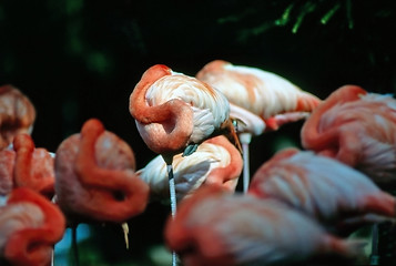 Image showing Flamingos