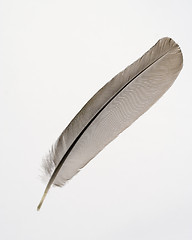 Image showing Feather