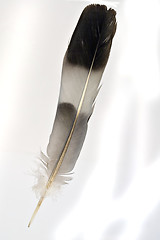 Image showing Feather