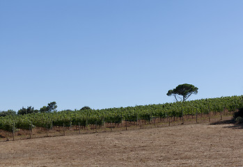 Image showing grape vines in the south of france