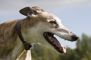 Image showing Greyhound