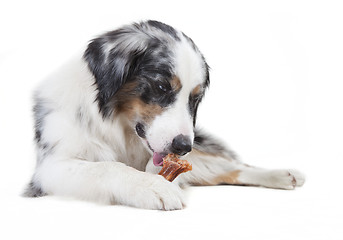 Image showing austrailian shepherd licking the bone