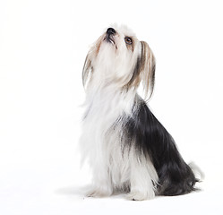 Image showing sitting dog with long fur