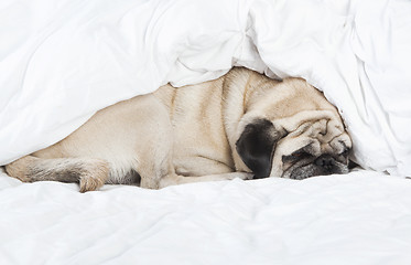 Image showing pug sleeping