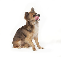 Image showing chihuahua sitting licking over mouth