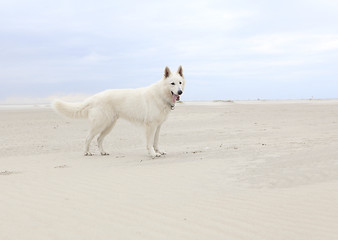 Image showing white dog on the beach