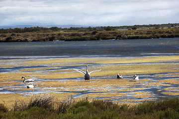 Image showing swans in the Camarge