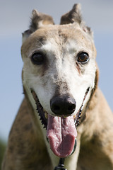 Image showing greyhound